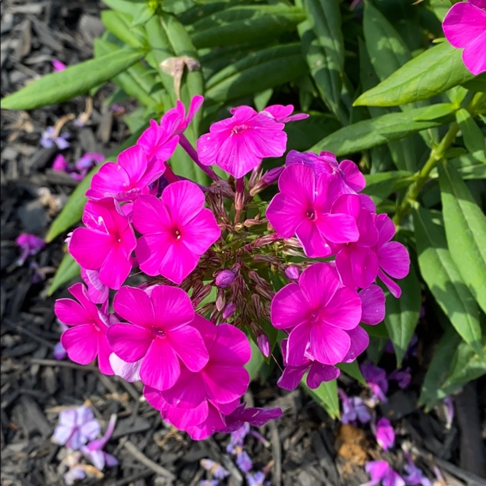 Meet your Posher, Maria